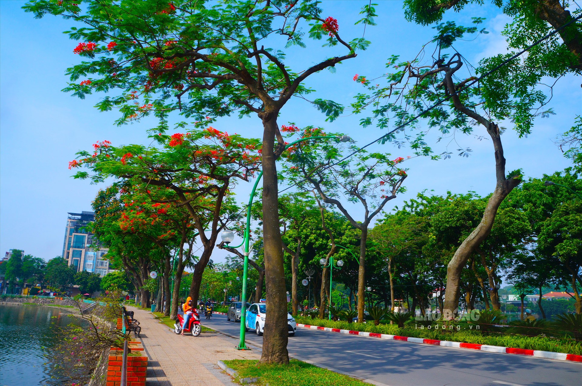 Hoa phượng trên đường Thanh Niên Hà Nội