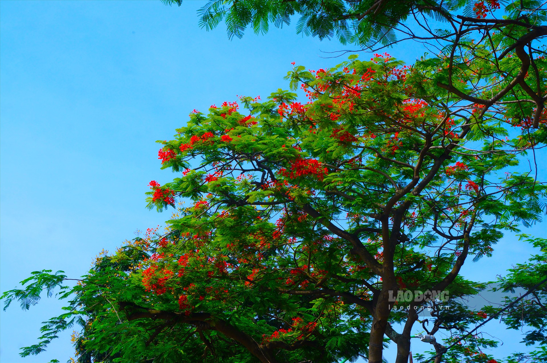 Ảnh: laodong