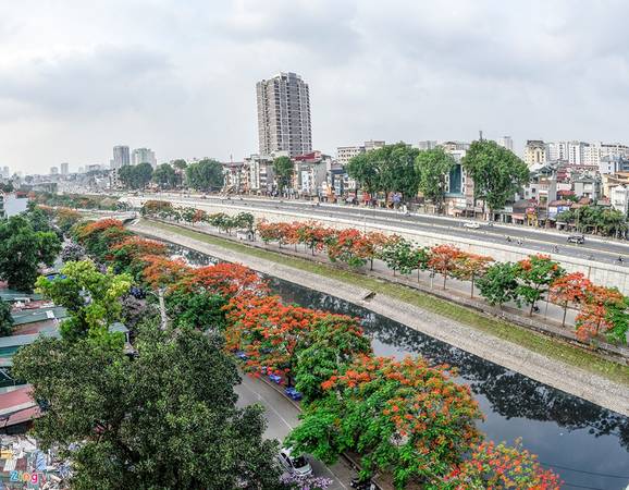 Trải nghiệm ngắm hoa phượng đỏ Hà Nội dọc hai bên sông Tô Lịch bên đường Bưởi mới