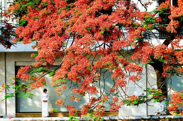 Nhịp sống yên bình dưới những tán hoa phượng đỏ Hà Nội trước hiên nhà