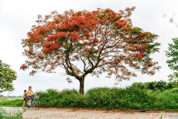 Cây hoa phượng đỏ Hà Nội nở hoa rực rỡ bên cổng làng ngoại thành Thường Tín