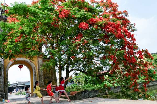 Cảnh trẻ em vui đùa hồn nhiên dưới cây hoa phượng đỏ Hà Nội nơi cổng làng