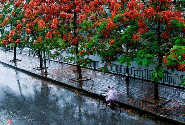 Vẻ đẹp lãng mạn của thảm hoa phượng đỏ Hà Nội rụng dưới gốc cây sau cơn mưa