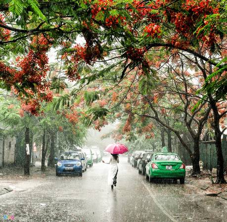 Thiếu nữ dịu dàng thả dáng chụp ảnh cùng hoa phượng đỏ Hà Nội