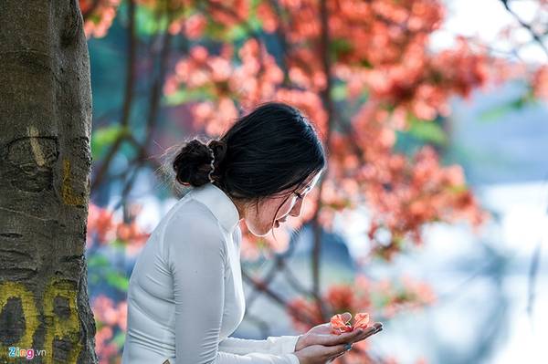Cánh hoa phượng đỏ Hà Nội được nâng niu nhẹ nhàng trên tay thiếu nữ