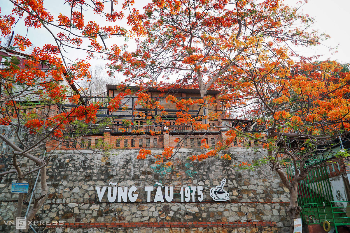 hoa-phuong-vung-tau-ivivu-1 hoa-phuong-vung-tau-ivivu-1