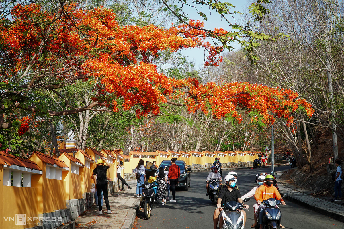 hoa-phuong-vung-tau-ivivu-2 hoa-phuong-vung-tau-ivivu-2