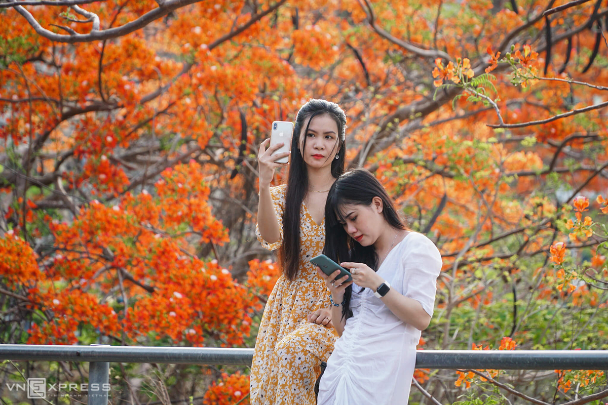 hoa-phuong-vung-tau-ivivu-6 hoa-phuong-vung-tau-ivivu-6