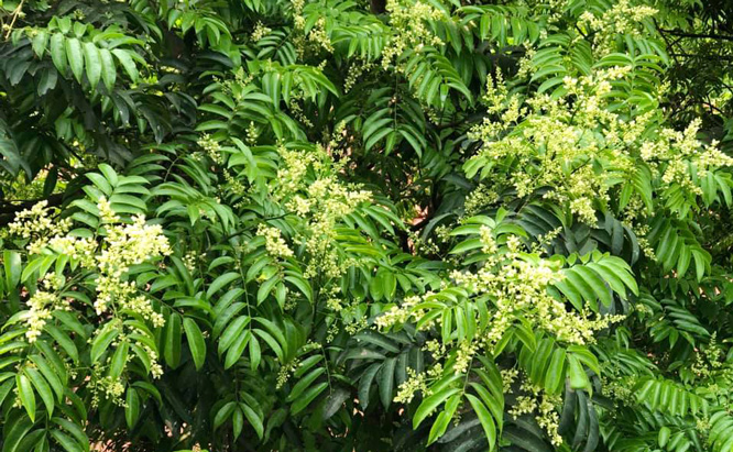 Hoa sấu trên đường Phan Đình Phùng Hà Nội