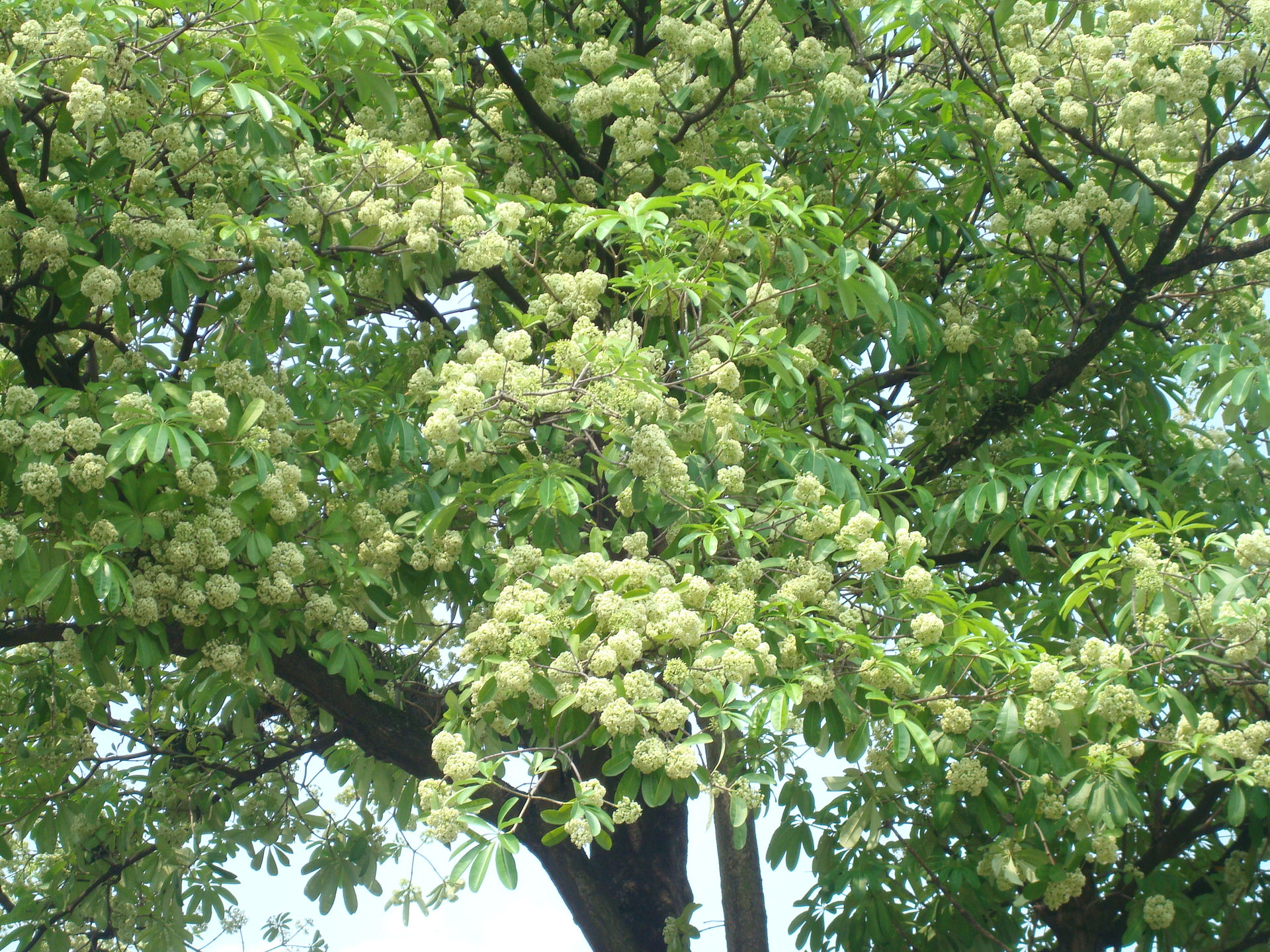 Ảnh minh họa: congly