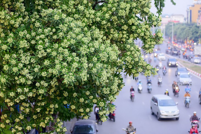 hoa sữa hà nội