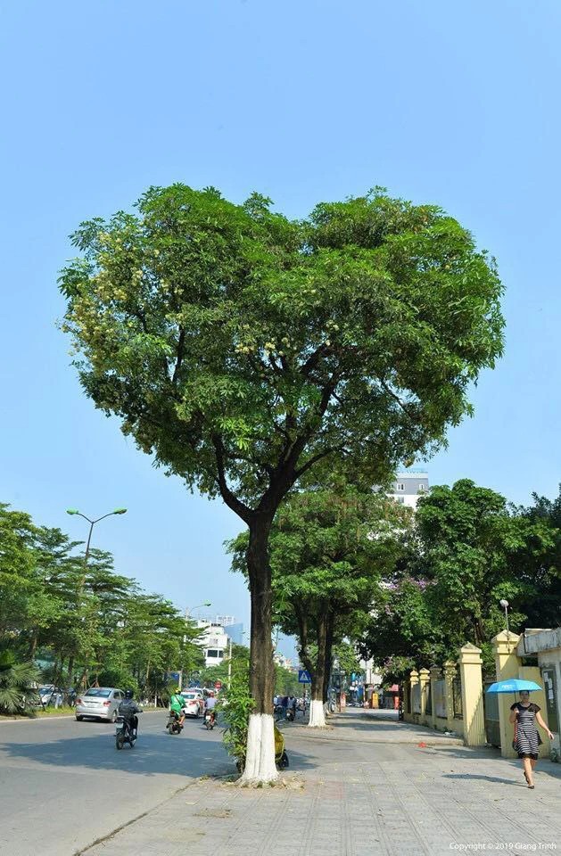Cây hoa sữa hình trái tim độc đáo ở phố Đào Tấn. Ảnh: kenh14.