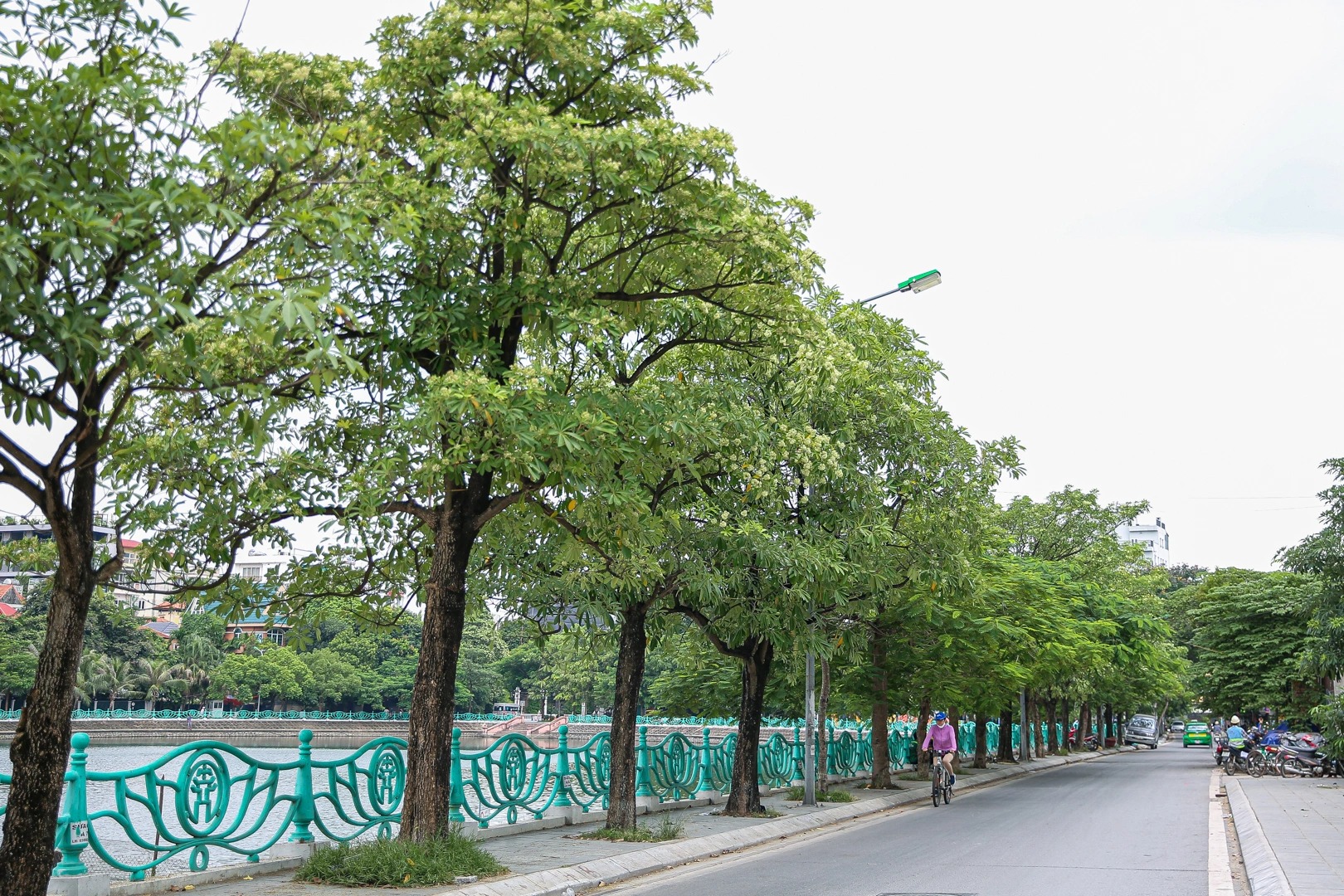 Những điểm check-in siêu xịn cùng hoa sữa “thơm ngất trời” ở Hà Nội