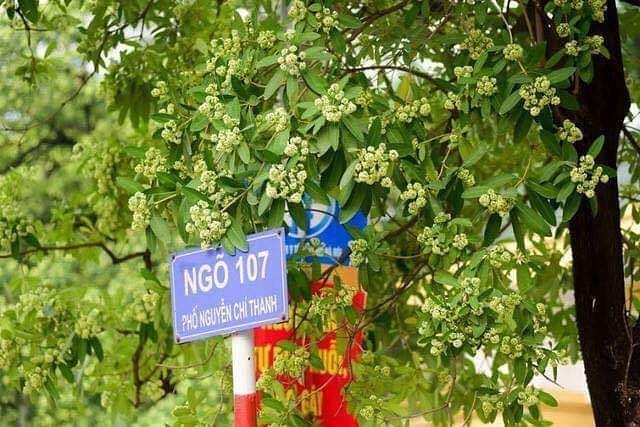 hoa sữa7
