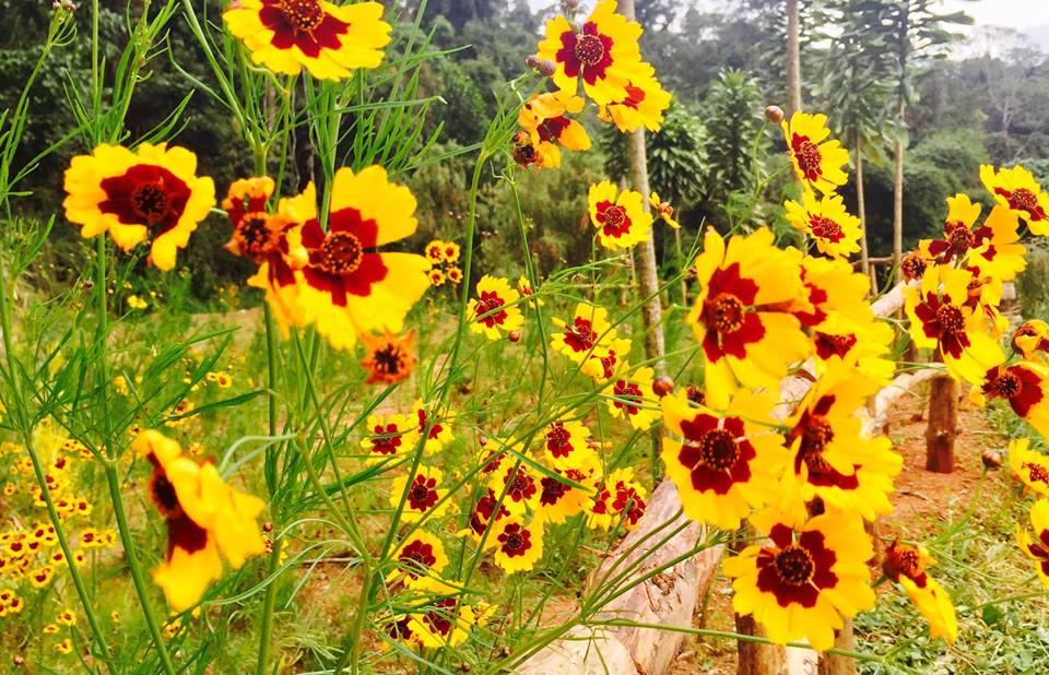 Hồ thác nước tại Hoa Sơn Điền Trang Đà Lạt