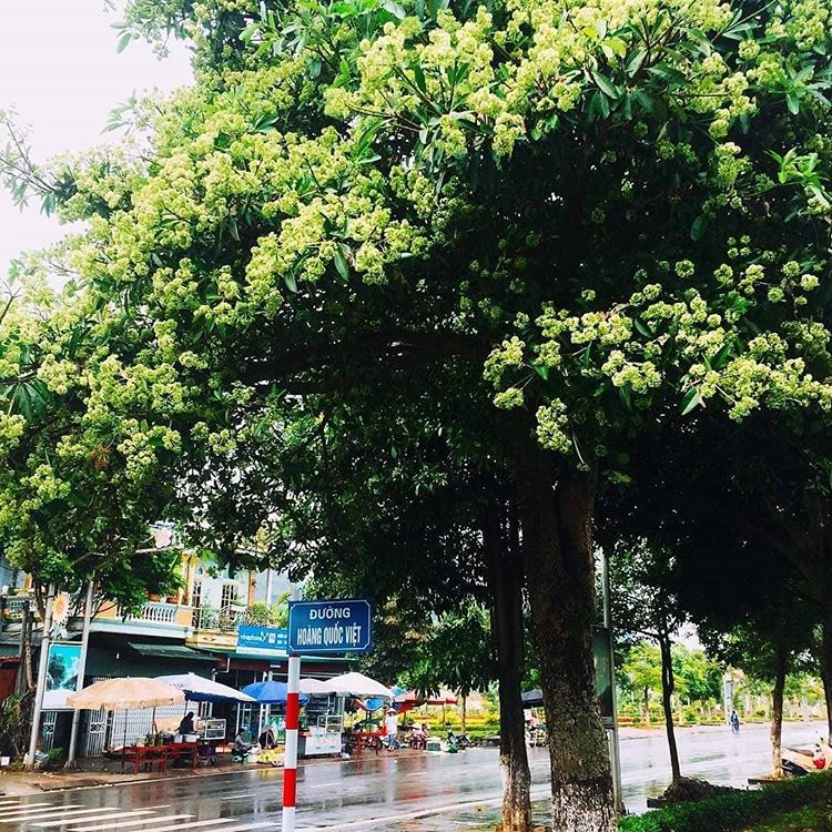 hoa-sua-ha-noi-8-vietnamtrips
