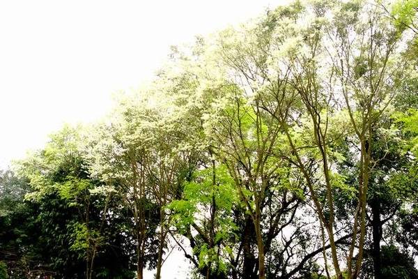 Không gian thơ mộng của mùa hoa sưa Hà Nội tại công viên Lênin