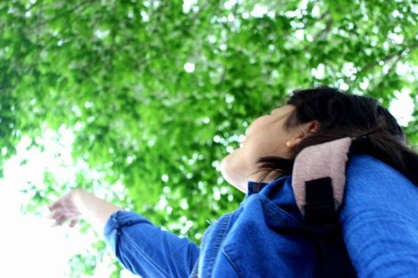 Khung cảnh mùa hoa sưa Hà Nội lãng mạn đến xao xuyến tâm hồn