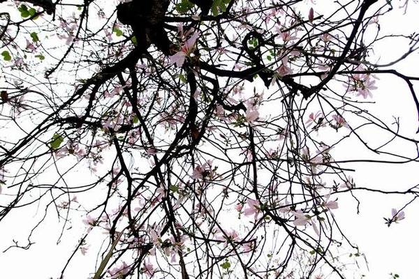 Mùa hoa ban khoe sắc rực rỡ bên mùa hoa sưa Hà Nội