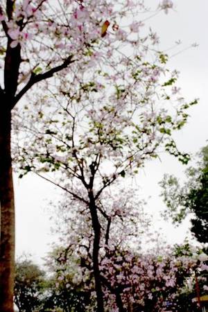 Hoa ban khoe sắc rực rỡ tô điểm mùa hoa sưa Hà Nội thêm thơ mộng