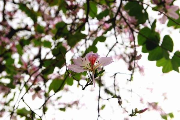 Góc nhìn thơ mộng đón mùa hoa sưa Hà Nội và hoa ban nở rộ