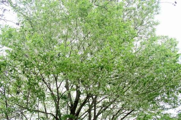 Nhành hoa sưa mỏng manh biểu tượng của mùa hoa sưa Hà Nội tinh khôi