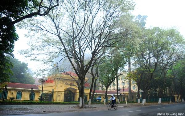 Mùa hoa sưa Hà Nội nở muộn mang vẻ đẹp mộc mạc hoài cổ