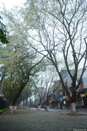 Con đường hoa sưa Hà Nội lãng mạn thu hút du khách