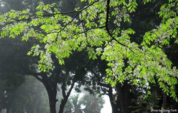 Người dân lưu giữ khoảnh khắc đẹp cùng hoa sưa Hà Nội