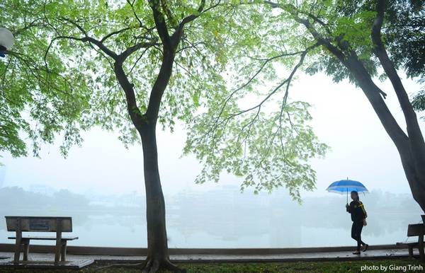 Sắc xanh non bên hồ Giảng Võ mùa hoa sưa Hà Nội