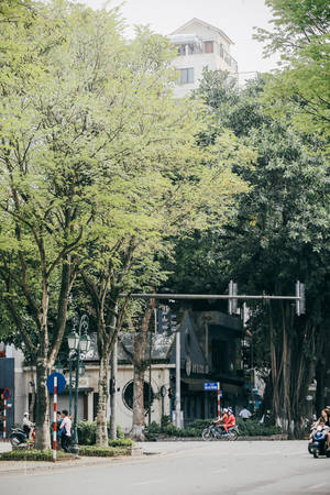 Hoa sưa Hà Nội nở trắng xóa dọc các tuyến phố