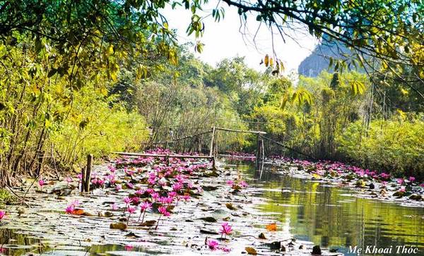 Hoa súng chùa Hương mùa thu - Ảnh: Đỗ Thanh Thủy