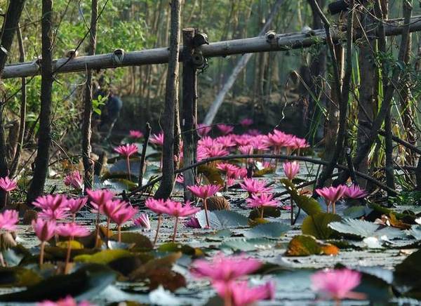 Hoa súng chùa Hương khoe sắc - Ảnh: Bùi Tuyết Vân