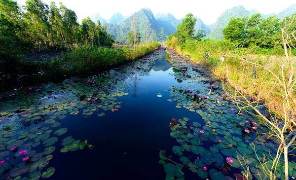 Hoa súng chùa Hương dưới nắng thu - Ảnh: Nguyễn Tường Quân