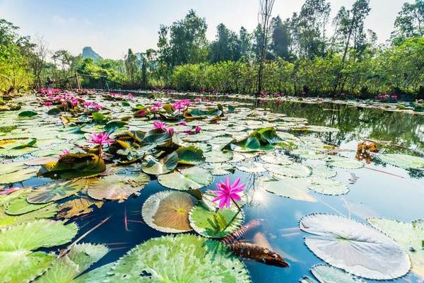 Theo nhiều người săn ảnh, năm nay hoa súng ở chùa Hương không còn đẹp như các năm trước, có thể do yếu tố  thời tiết. Tuy nhiên, khu vực gần cầu Hội, hoa vẫn rất đẹp và đang vào độ nở rộ. Ảnh: Nguyễn Hoài