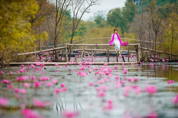 Theo người dân địa phương, khu vực này năm nay bị ngập lớn 2 lần nên mùa hoa tới muộn và vì vậy cũng ít năm trước. Nhưng khung cảnh hữu tình giản dị nơi đây vẫn thu hút những tay máy say đắm vẻ đẹp thiên nhiên.
