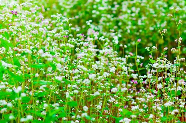 Chi tiết cánh hoa tam giác mạch Đà Lạt