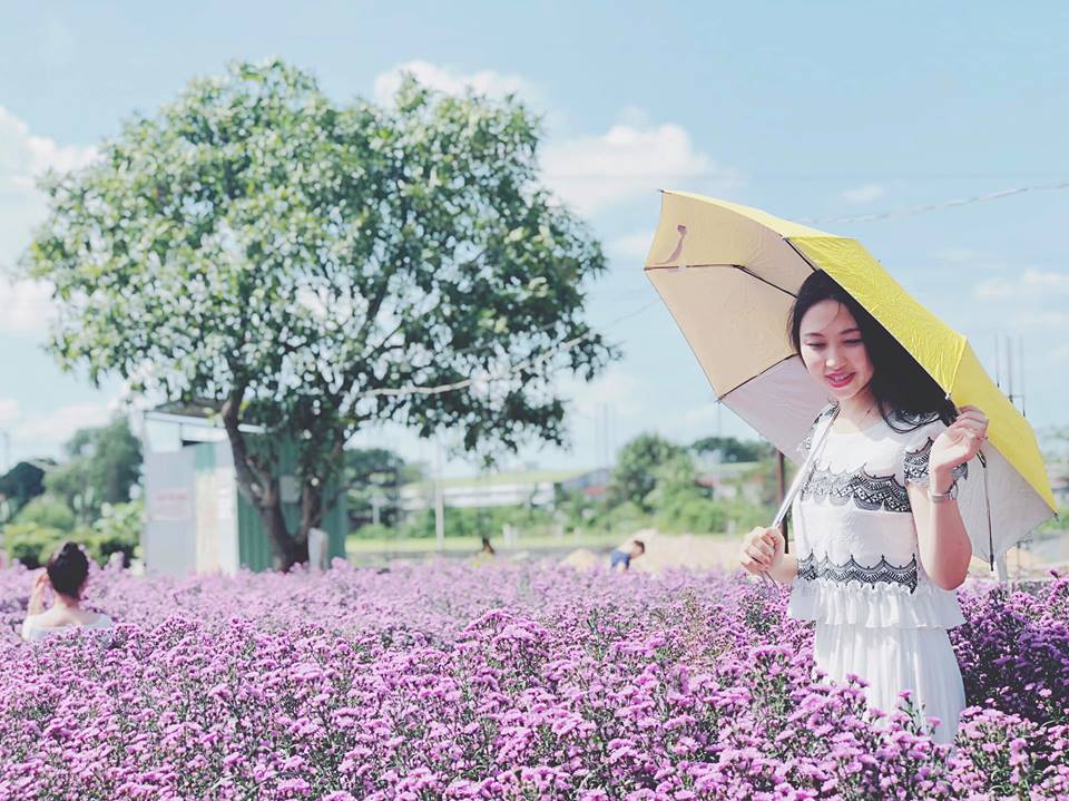 Vườn hoa thạch thảo ở Bà Rịa đang nở rộ, rủ bạn bè đi săn ảnh đẹp thôi nào!