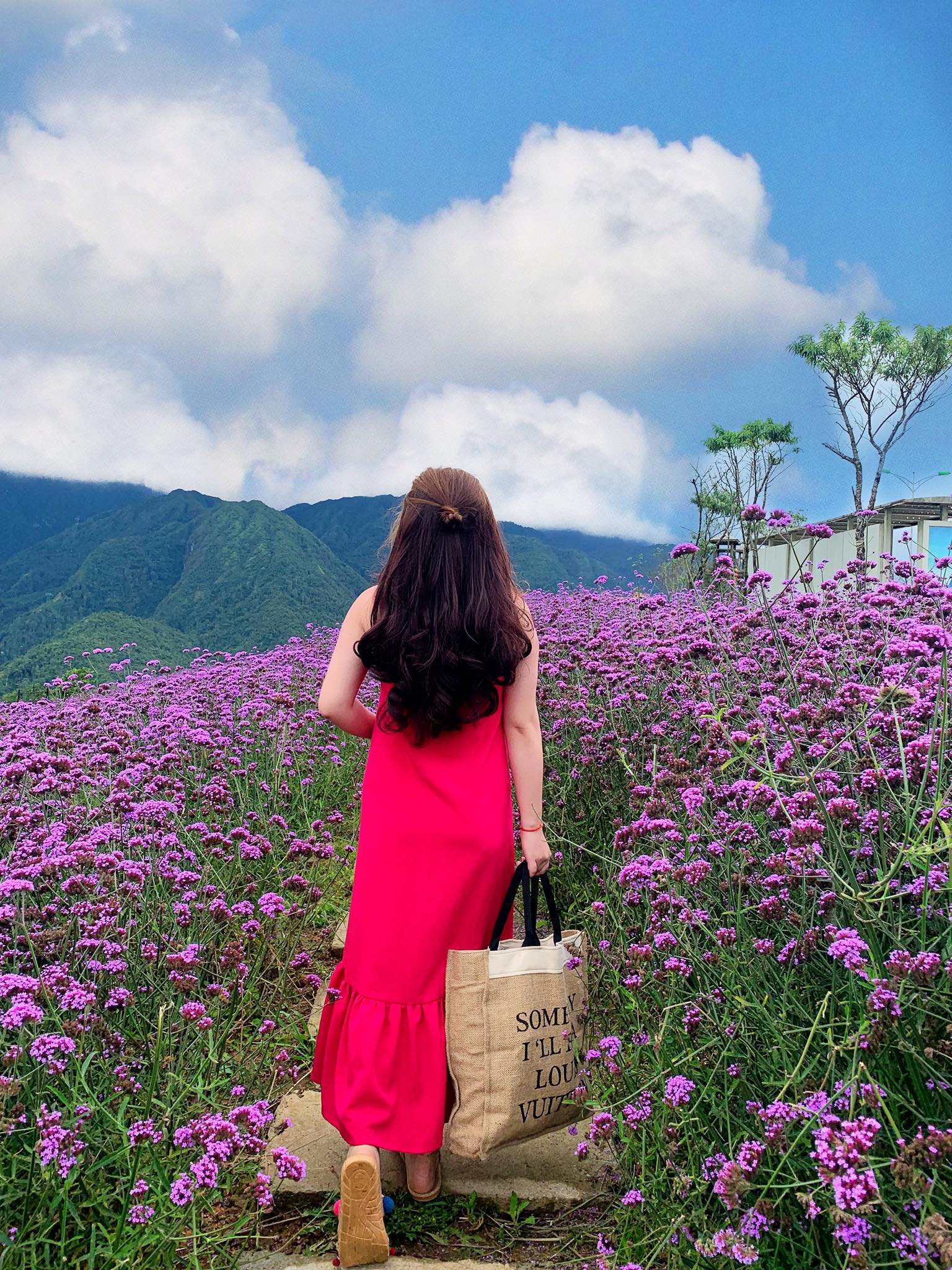 Đồi hoa tím Sapa chụp bởi My Nơ