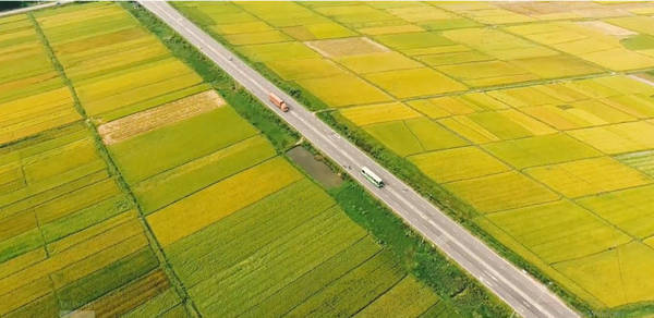 Du lịch Thăng Bình - Cánh đồng hoa vàng cỏ xanh