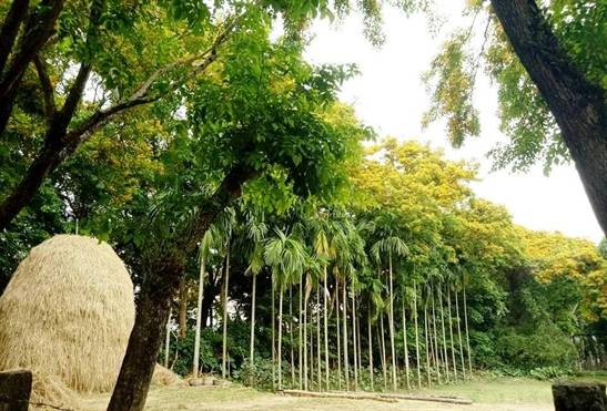 Chỉ một đoạn ngắn trên đường phố, những gốc hoa sưa vàng rực làm xốn xang bao con tim, thì những ngày này dọc đường bên sông Tam Kỳ cũng đang ngập sắc hoa vàng.