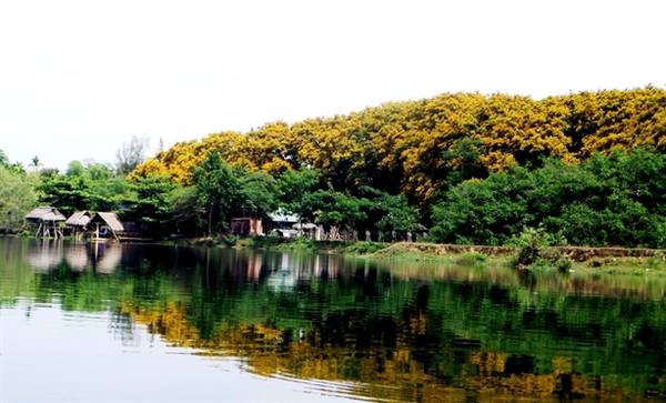 Ngày thường những hàng cây sưa vẫn lặng im trong nắng gió mưa bay nhưng khi chùm hoa đưa nở nó như tiếp thêm được một sức sống tràn trề. Màu vàng của hoa quyện vào nhau làm rực sáng cả góc phố, miên man cảm xúc của con người suốt chặng đường, bồng bềnh theo vào cả trong giấc mơ…