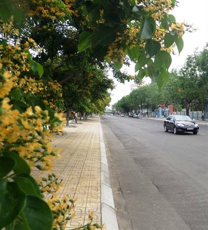 Những ngày trời nắng gắt, bỗng lọt vào con phố hoa vàng giữa lòng nội thị, lòng người có ngổn ngang cũng bỗng chốc được dịu lại.