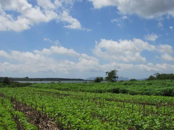 Rẫy đậu và khoai mì ven hồ Đá Bàng - Ảnh: N.T.Đăng