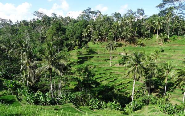 Ubud, Indonesia: Những khoảng rừng xanh mát mắt, ruộng bậc thang kỳ ảo, các khu nghỉ dưỡng hòa hợp với thiên nhiên và nền văn hóa đậm đà bản sắc đã giúp Ubud có được 88,52 điểm, giành vị trí số 7.