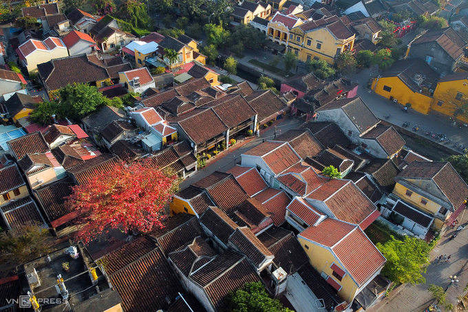 Cây bàng lá đỏ trên đường Nguyễn Thị Minh Khai nổi bật trên nền mái ngói thâm nâu của phố cổ