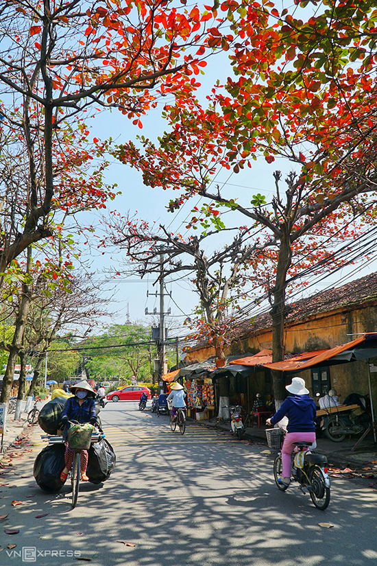 Cây bàng thay lá hai bên đường Thái Phiên Hội An