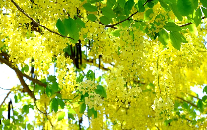 Tháng 5 đến Hội An ấn tượng đầu tiên chính là những hàng cây muồng hoàng yến (tên khác là hoa lồng đèn, bọ cạp vàng, osaka) nở vàng rực. Phố Hội vốn đã nổi tiếng với những dãy nhà mái ngói, quét vôi màu vàng nghệ bao đời nay, đến mùa hè lại càng tươi sáng hơn với sắc vàng của loài hoa này.