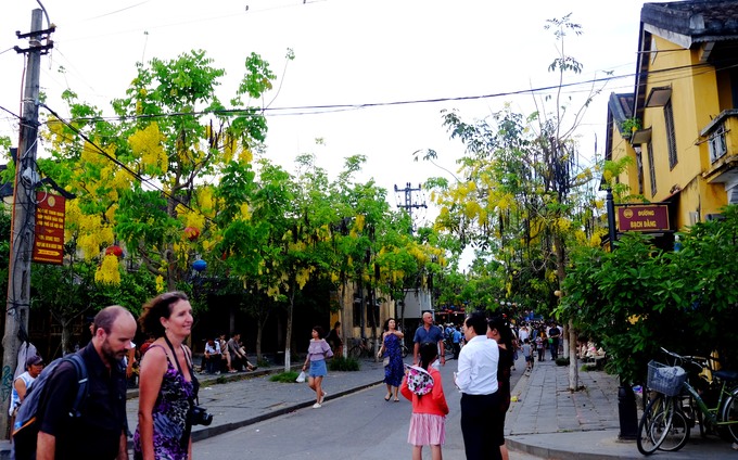 Xuống chuyến xe buýt chở khách từ Đà Nẵng tới Hội An, đi bộ len lỏi qua những con ngõ lớn nhỏ ở phố cổ bạn sẽ không thể rời mắt bởi những hàng cây muồng hoàng yến.