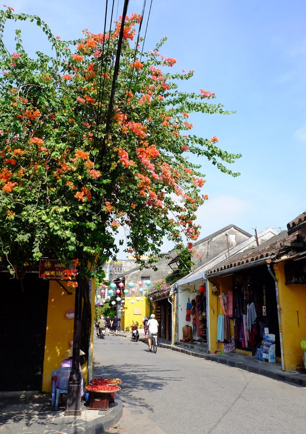 Hoa giấy Hội An có đủ màu từ hồng, cam tới trắng. Không một ngõ nhỏ nào ở đây lại không có những giàn hoa giấy vừa rợp mát vừa rực rỡ sắc màu.